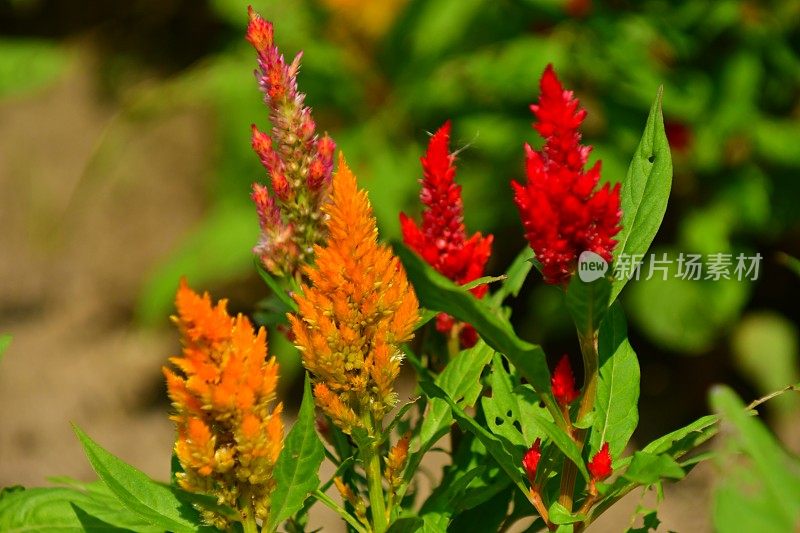 Celosia argentea / Celosia argentea '和服系列'